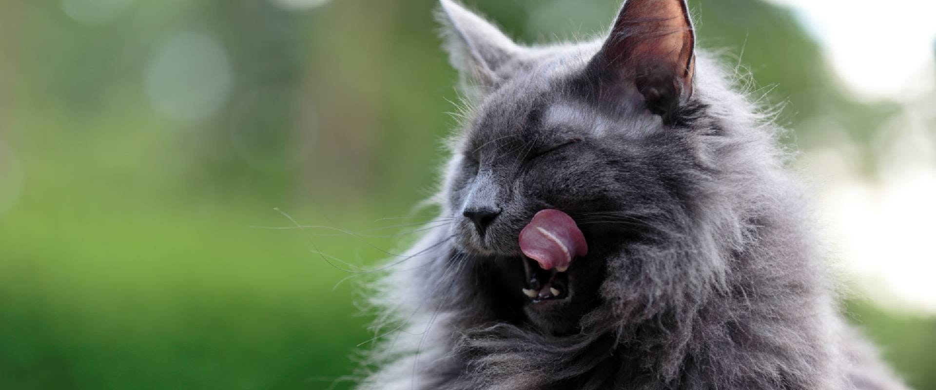 Fluffy gray cat licking their lips