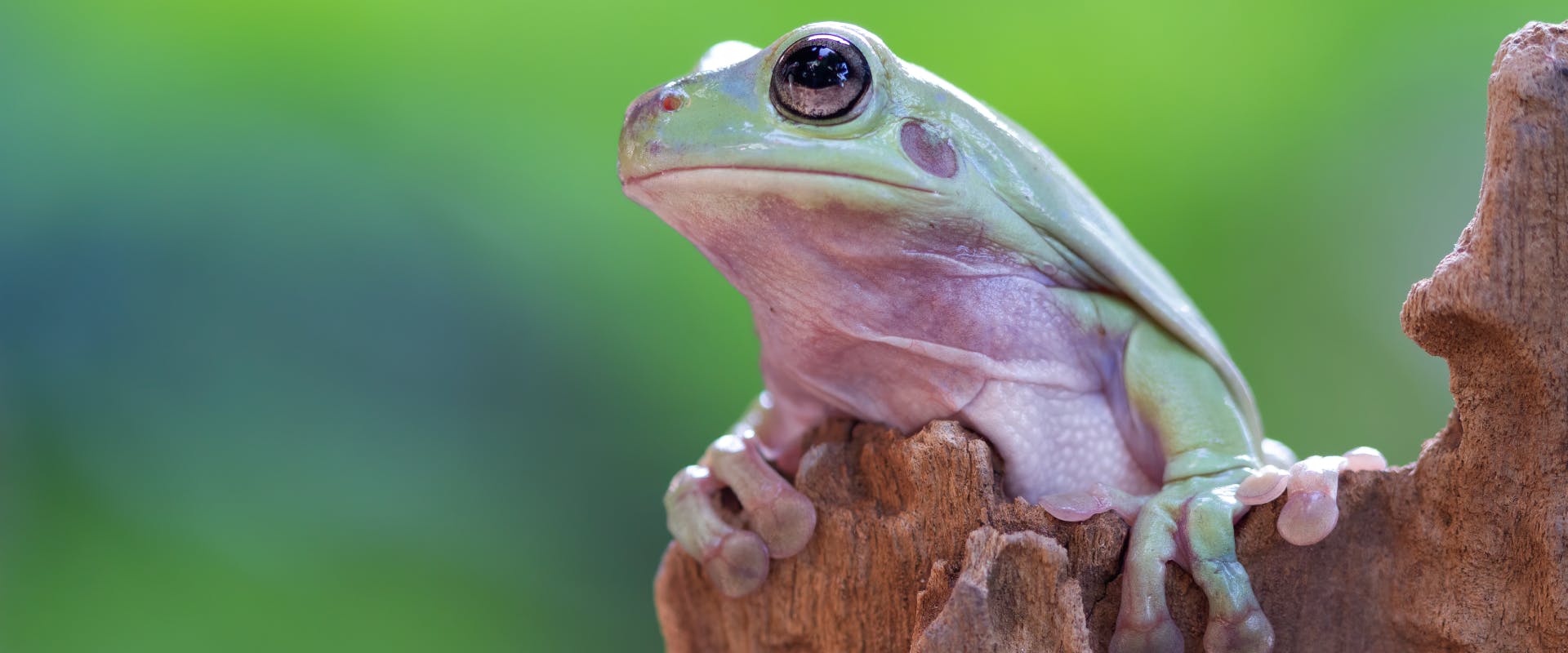 a green tree frog perched on a log inside a pet amphibian tank