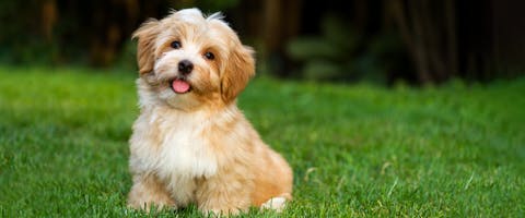 A cute Havanese puppy, sitting on a grassy yard