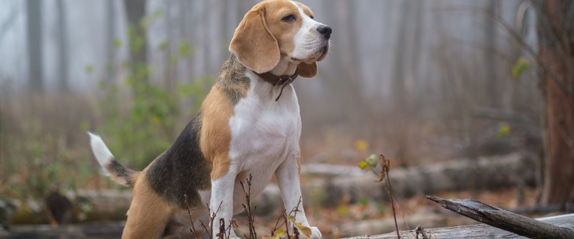 beagle stood on a log in a forest