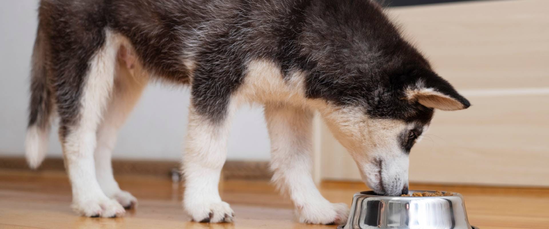 Husky puppy eating from a metal bowl