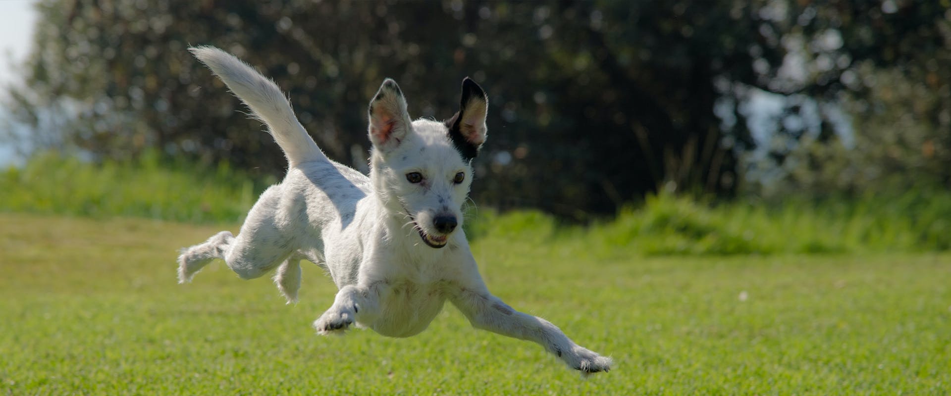 what are zoomies dogs