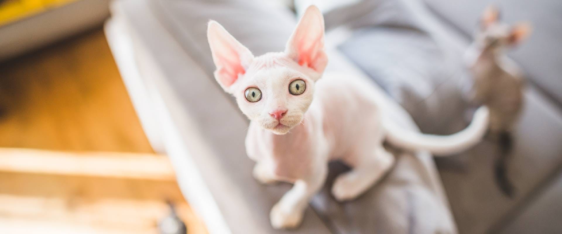 Devon Rex in a flat