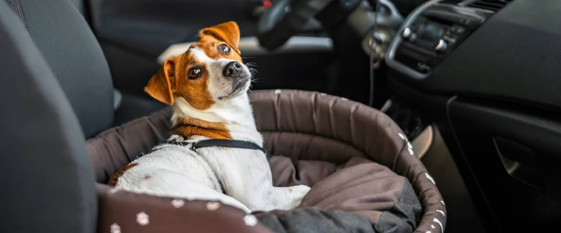 Jack Russell in a dog bed in a car