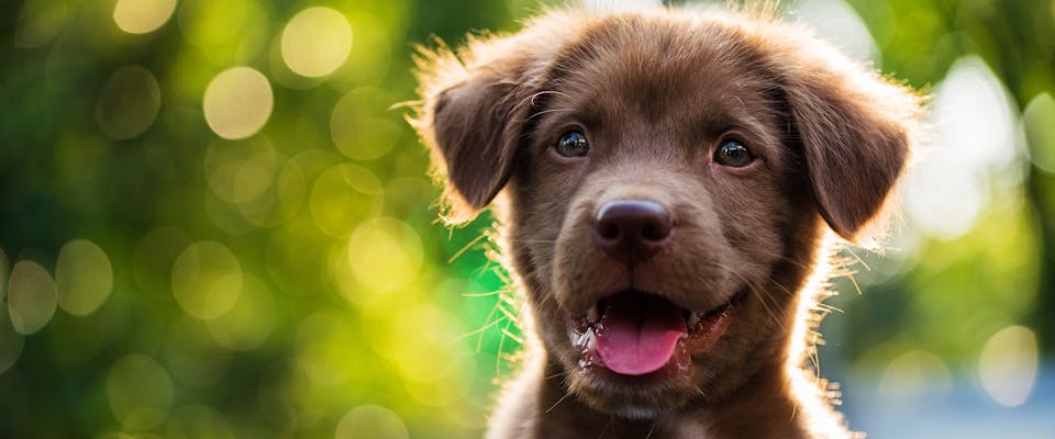 A cute brown puppy