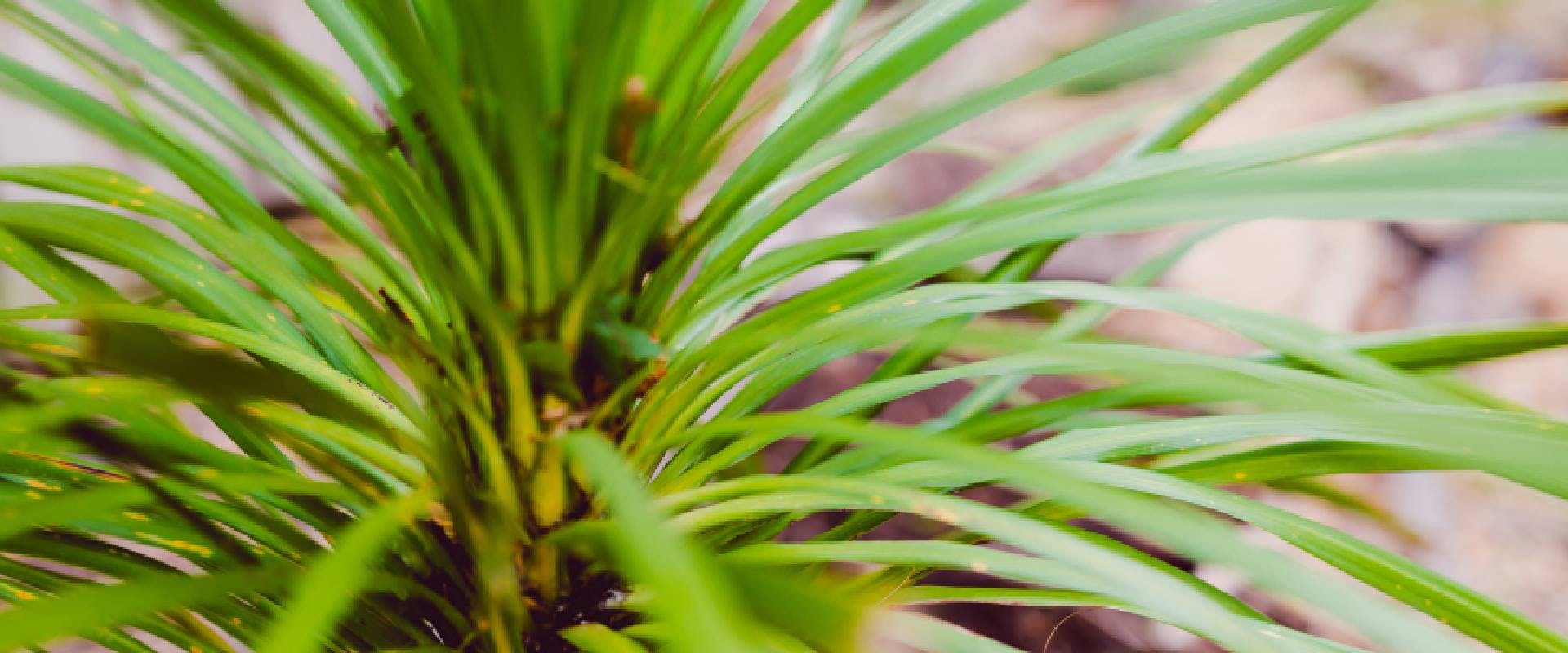 Are Cordyline Plants Poisonous To Dogs
