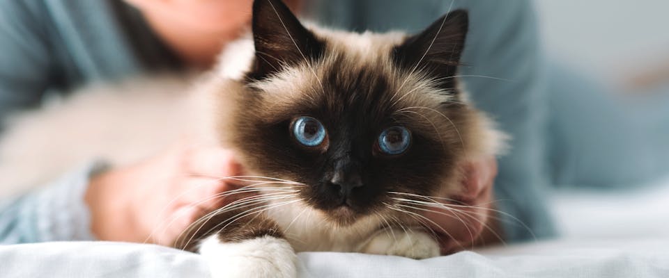 Cat years to human years - A cat with blue eyes sitting on it's owners lap.