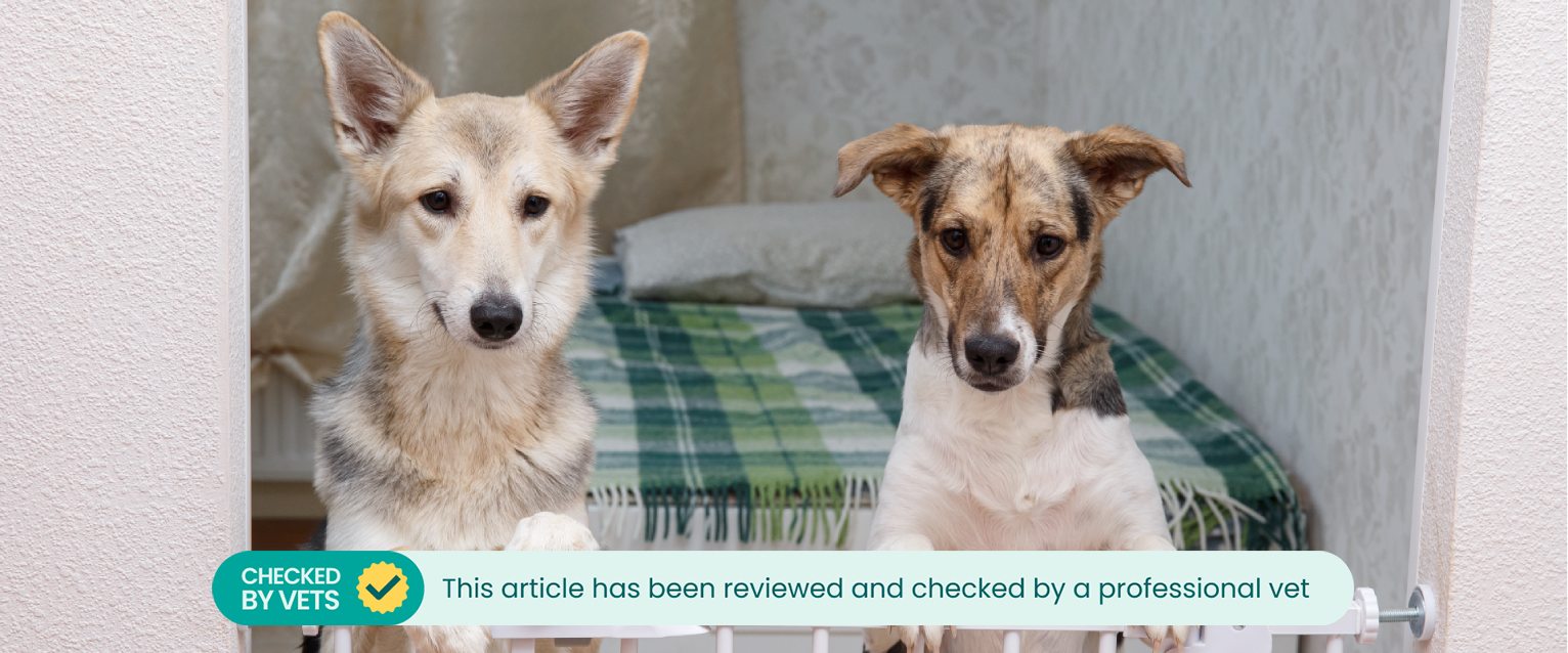 Two dogs on a dog gate.