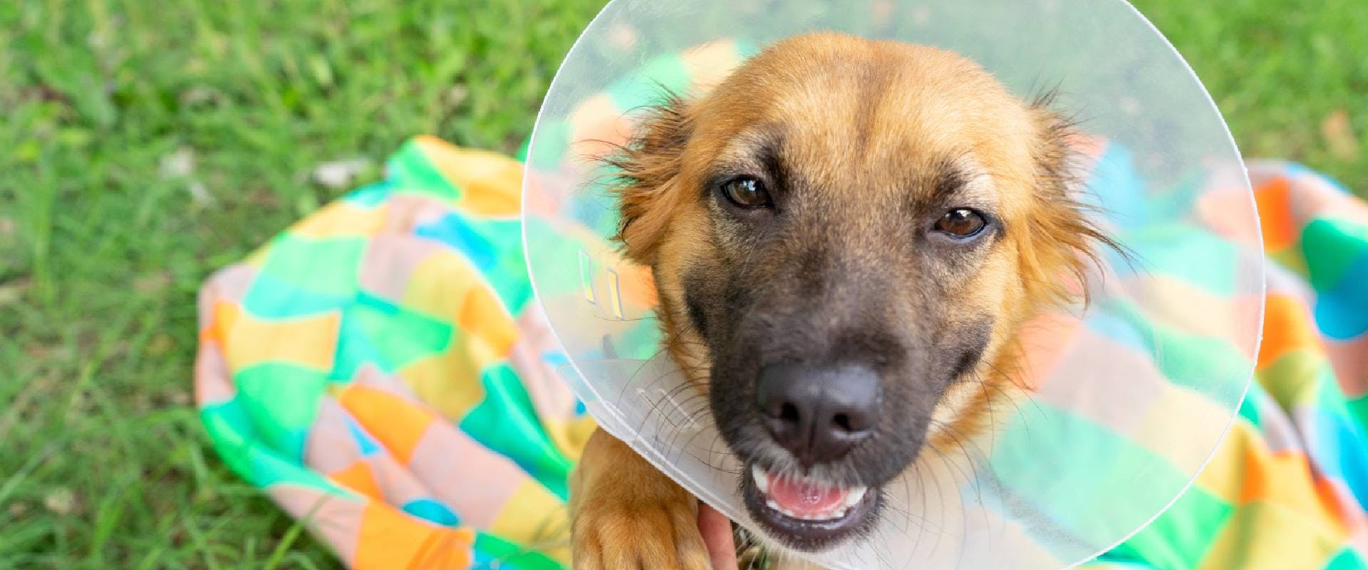 Is There An Alternative To The Cone For Dogs