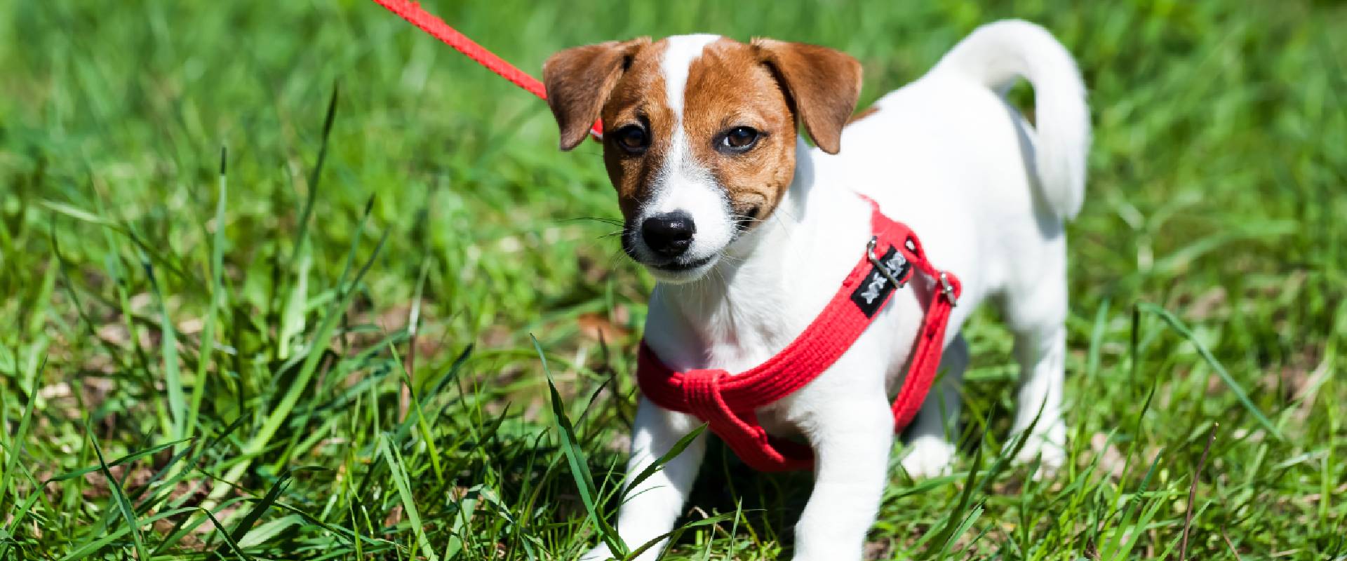 your perfect puppy harness