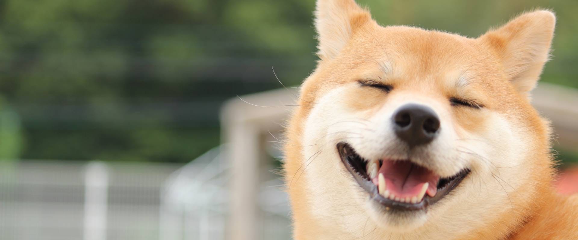 A very smiley doggo.