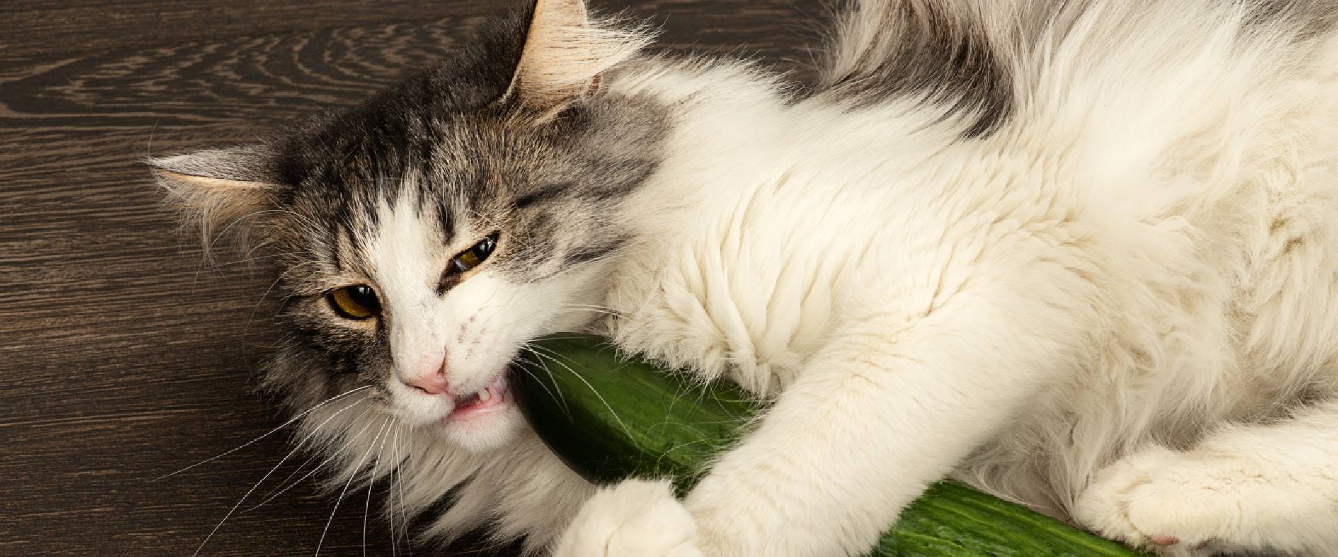 Cat gnawing on a cucumber