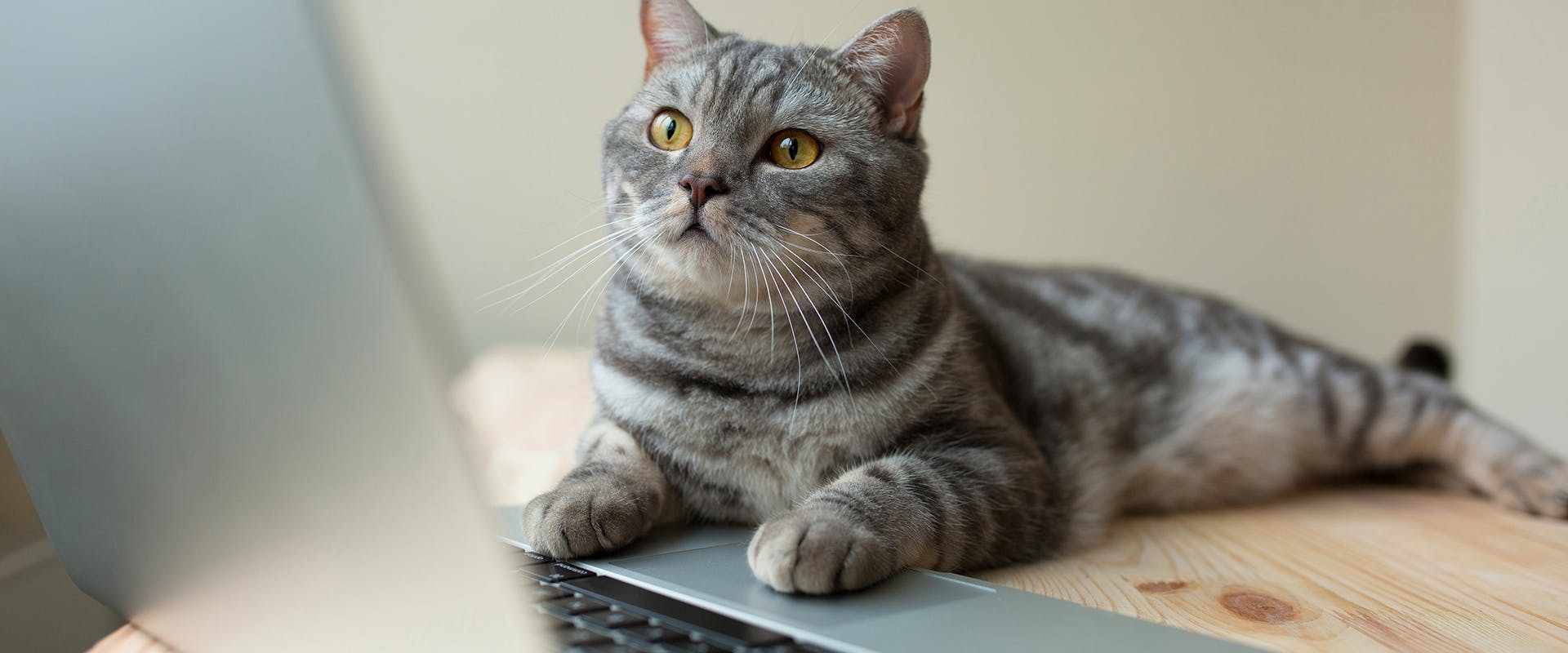 A cat sitting on a table with its paws resting on an open laptop