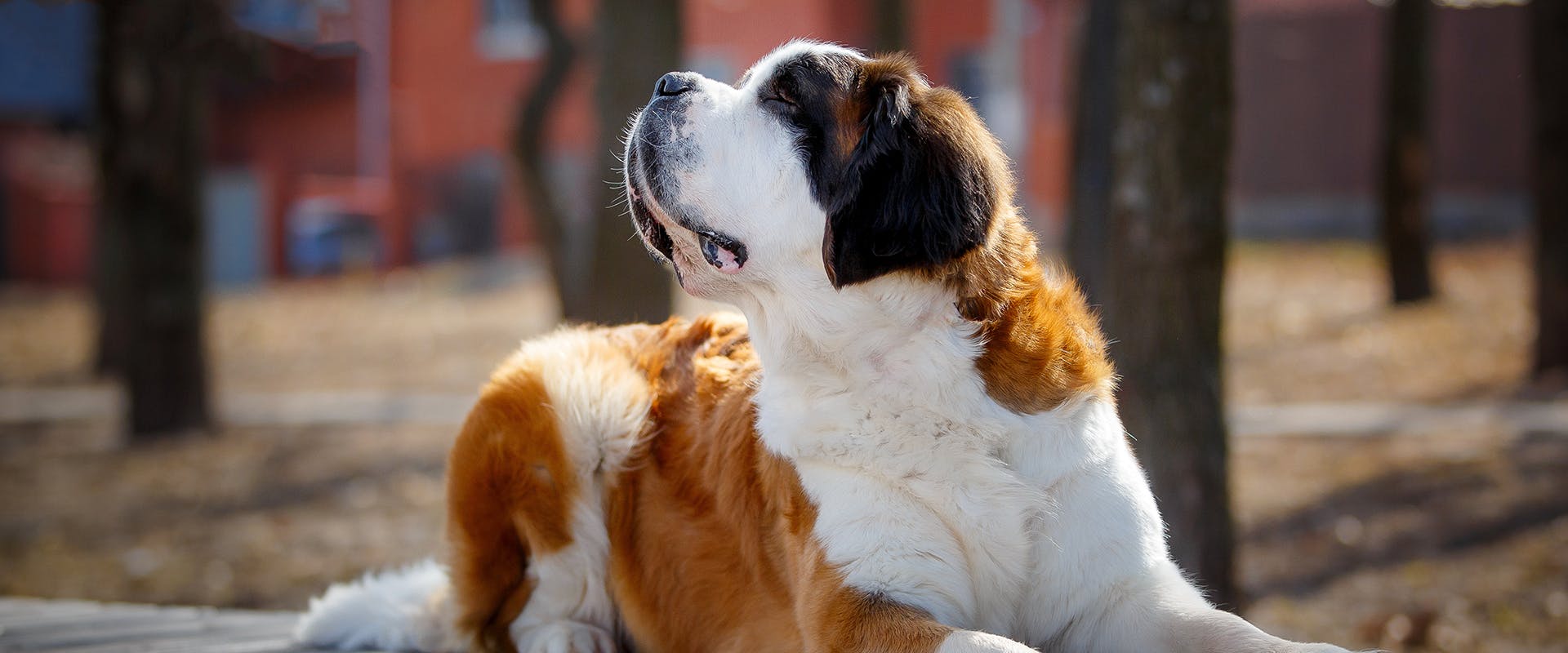 A St Bernard dog sitting on a deck, looking upwards