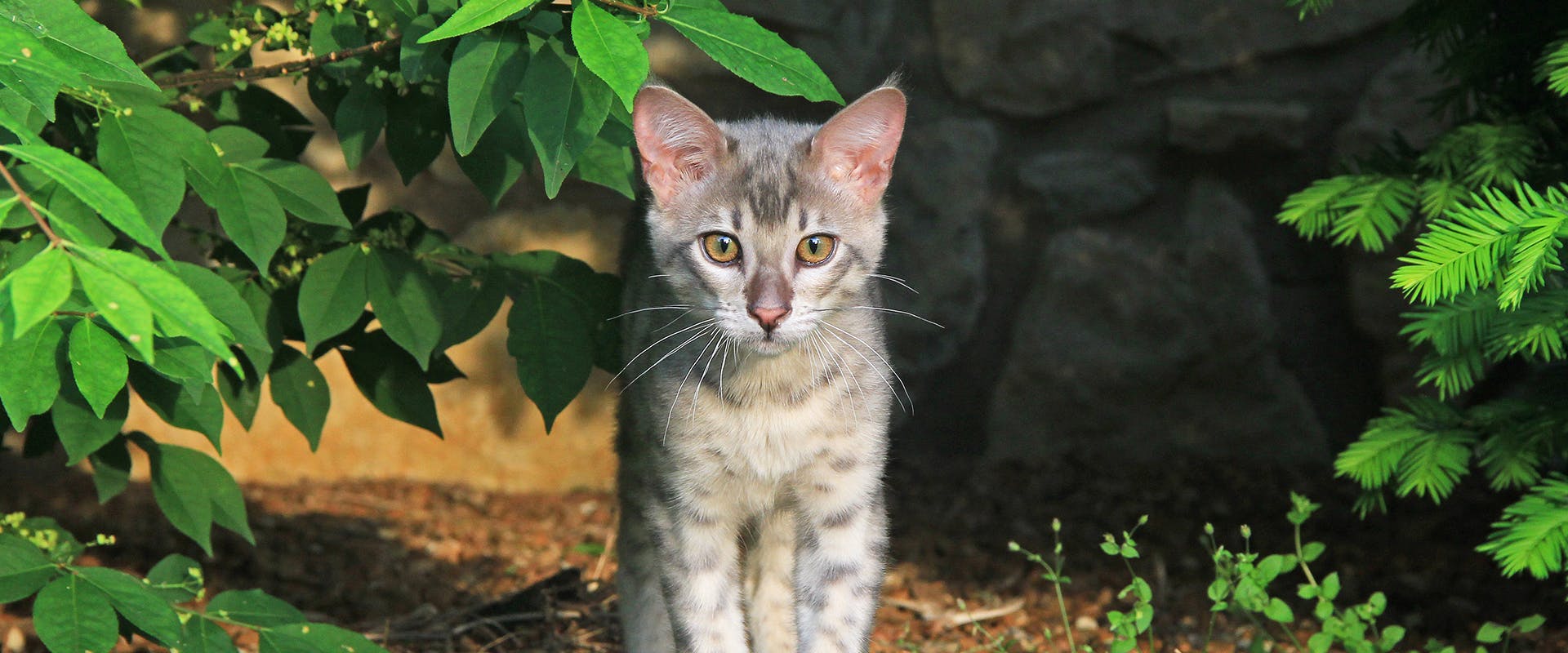 A cute Savannah kitten