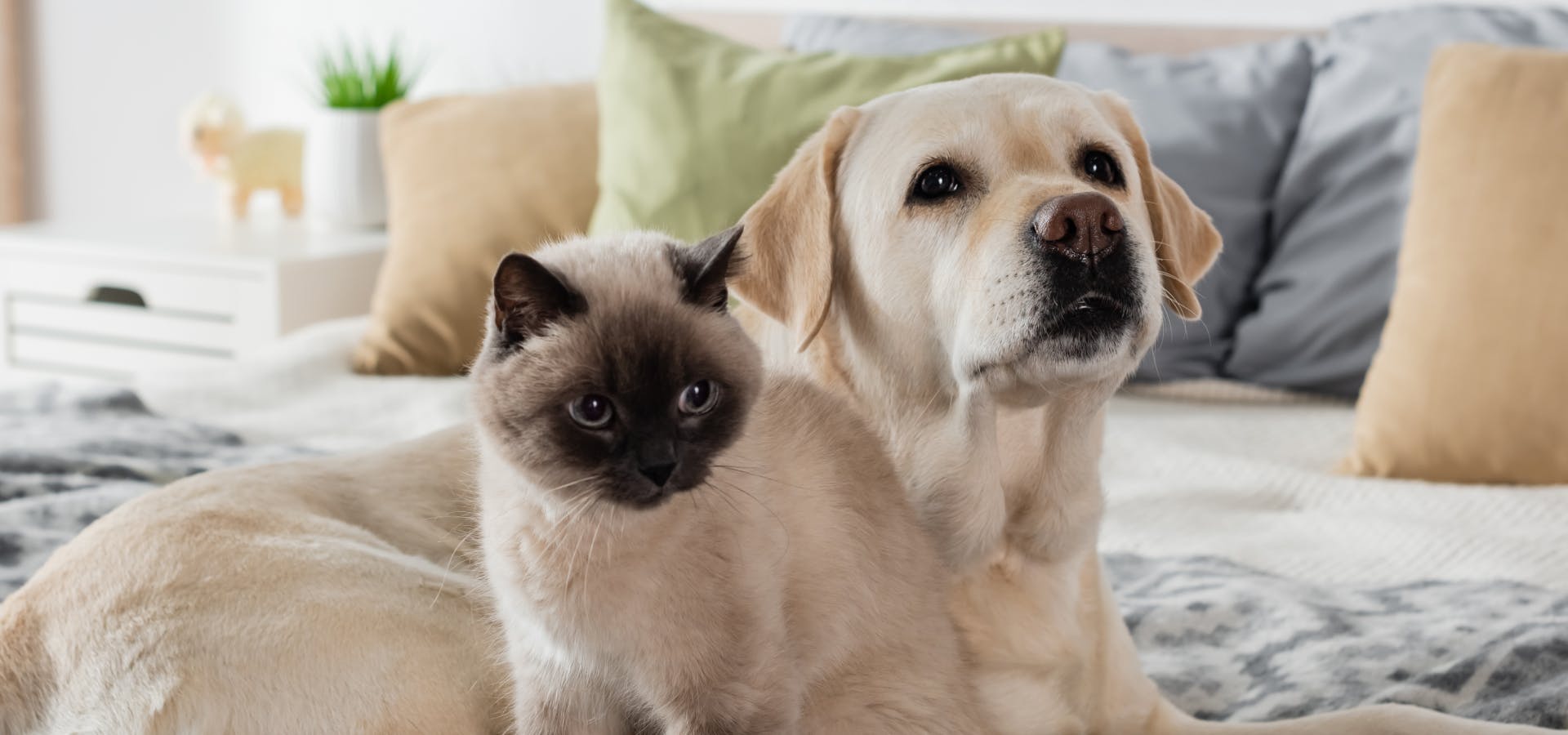 A cat and a dog sitting on a bed