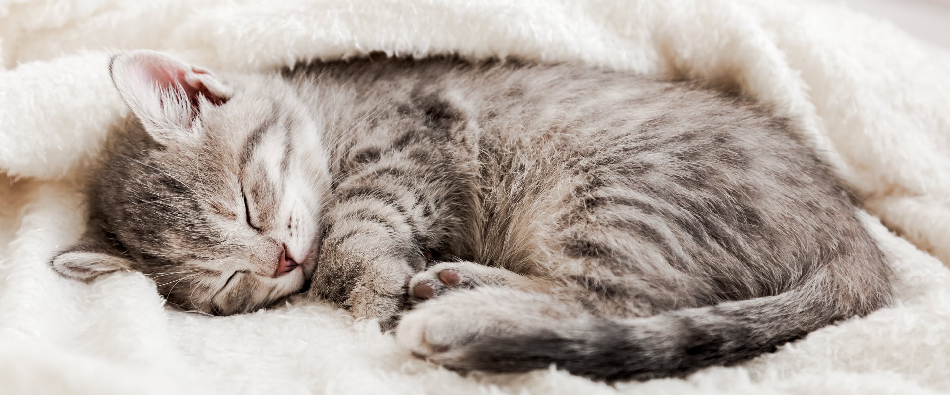 A kitten sleeps under a blanket.