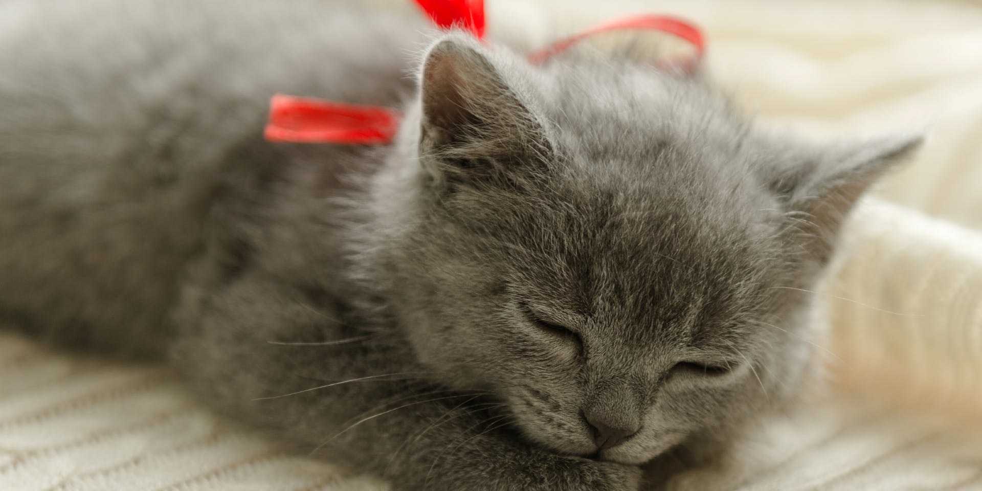 Grey kitten with a red bow sleeping