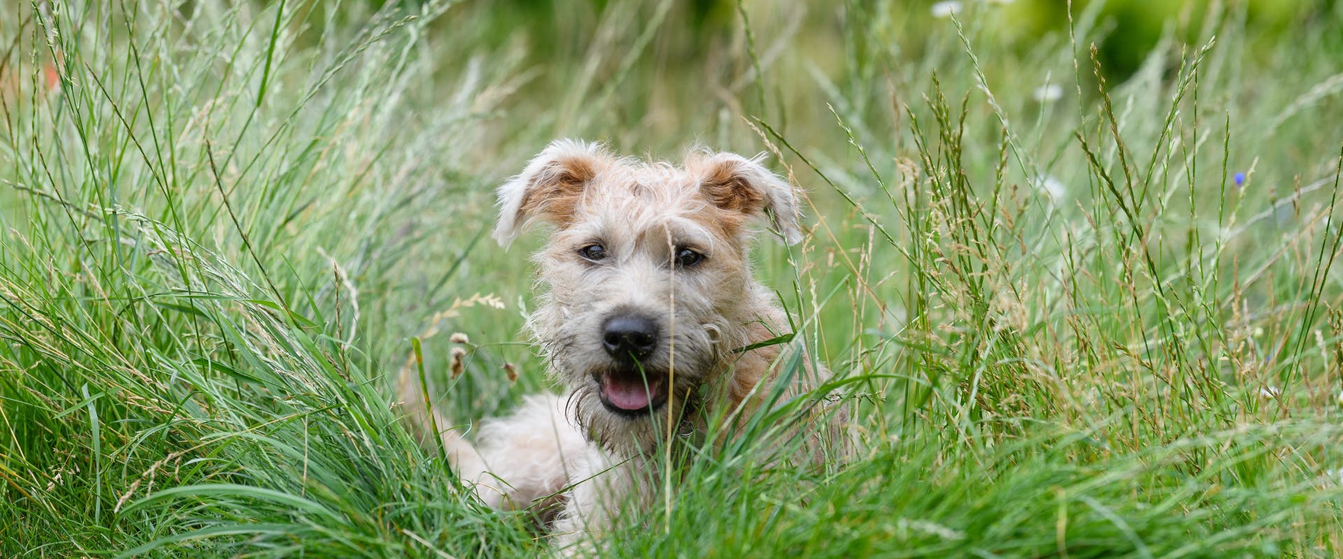 A Soft-Coated Wheaten Terrier.