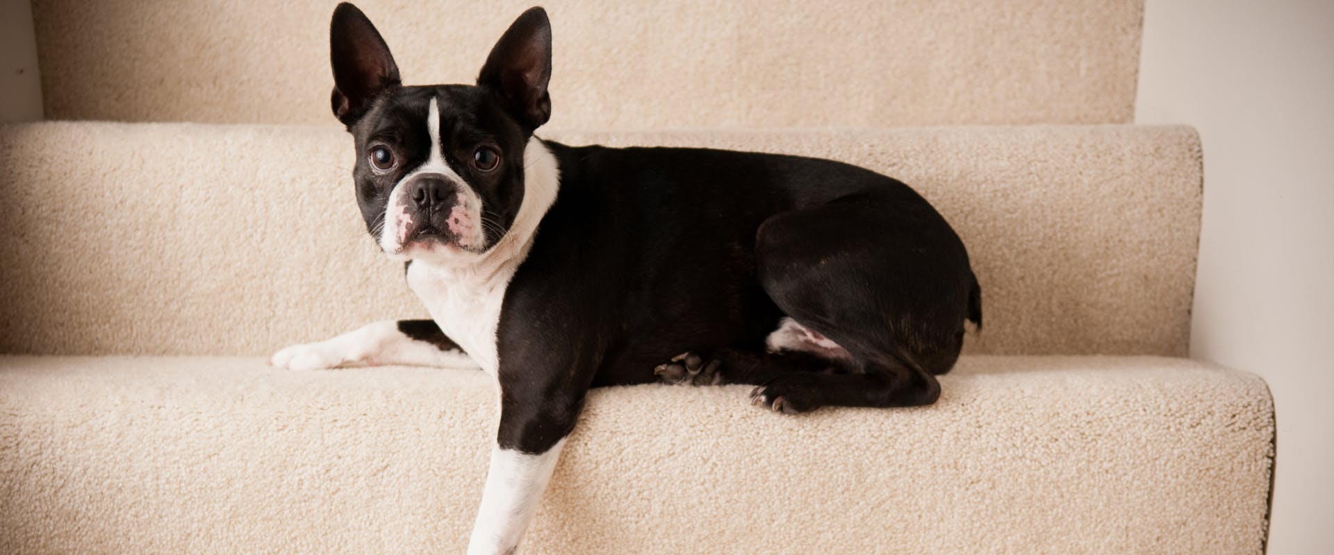 french bulldog sat on carpeted stairs