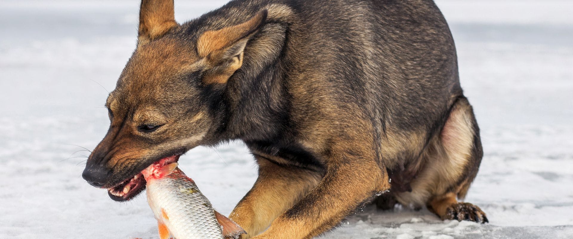 Dog eating raw salmon