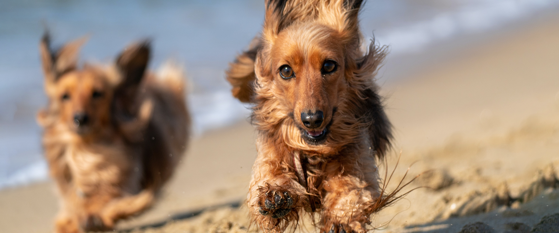 Two dachshunds with zoomies running across a beach
