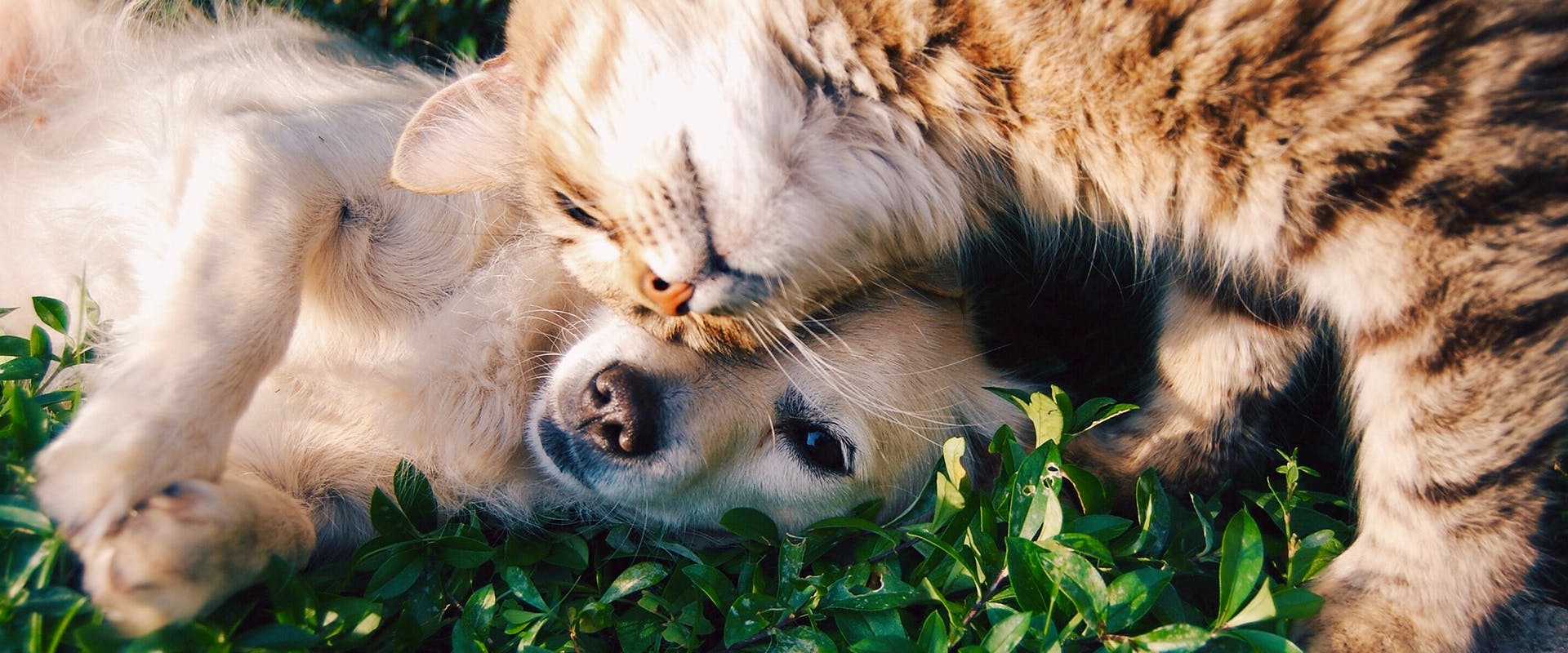 do dogs like catnip plant