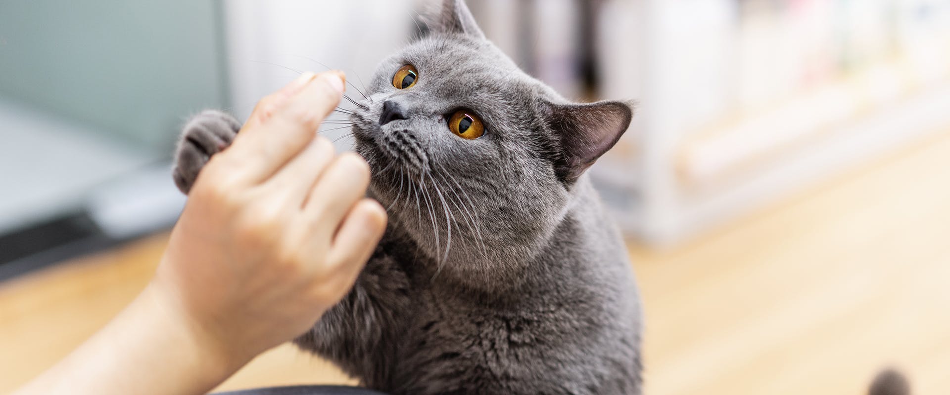 Popular cat names - a grey cat receiving a treat from a hand
