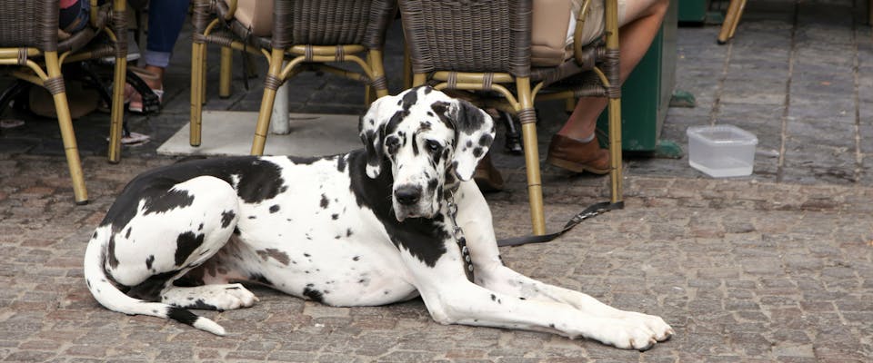 A Great Dane sits on a dog friendly patio.