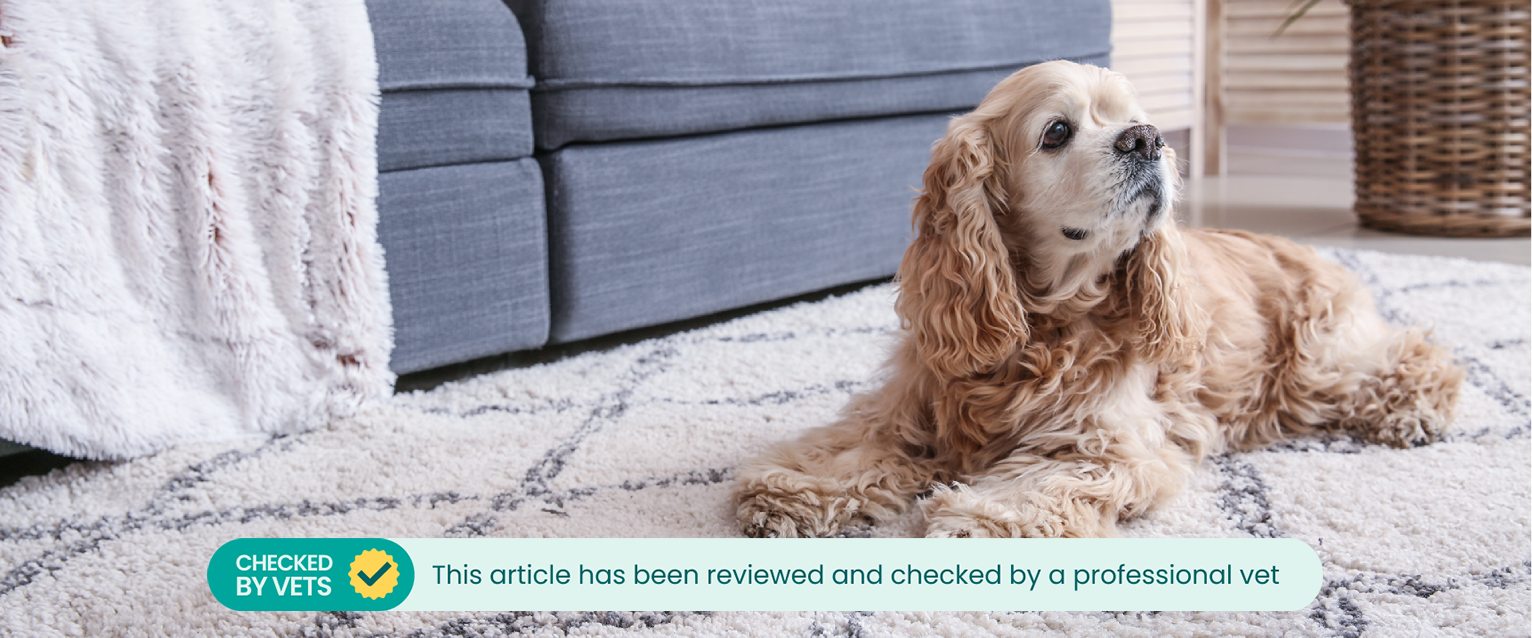 A dog sitting on a rug