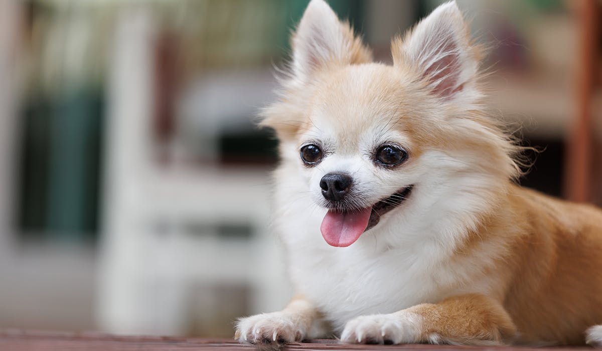 A happy looking white and tan Chihuahua
