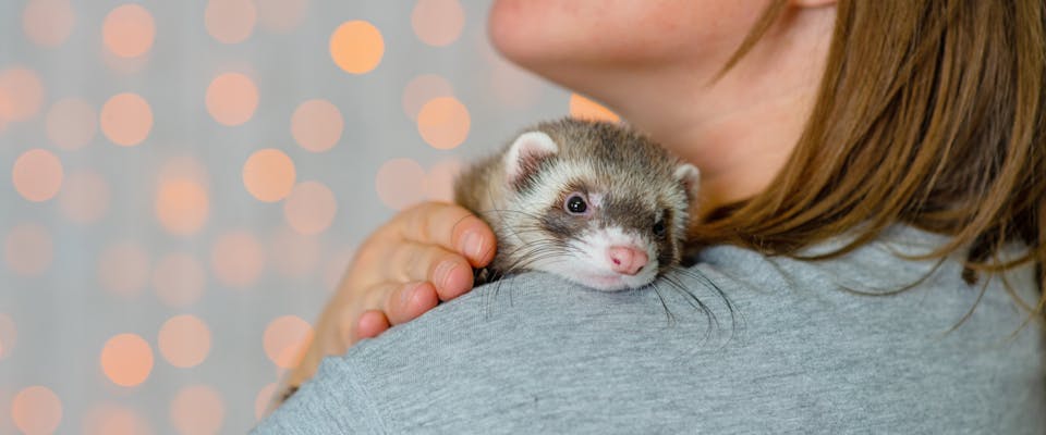 A ferret sitting on someone's shoulder.