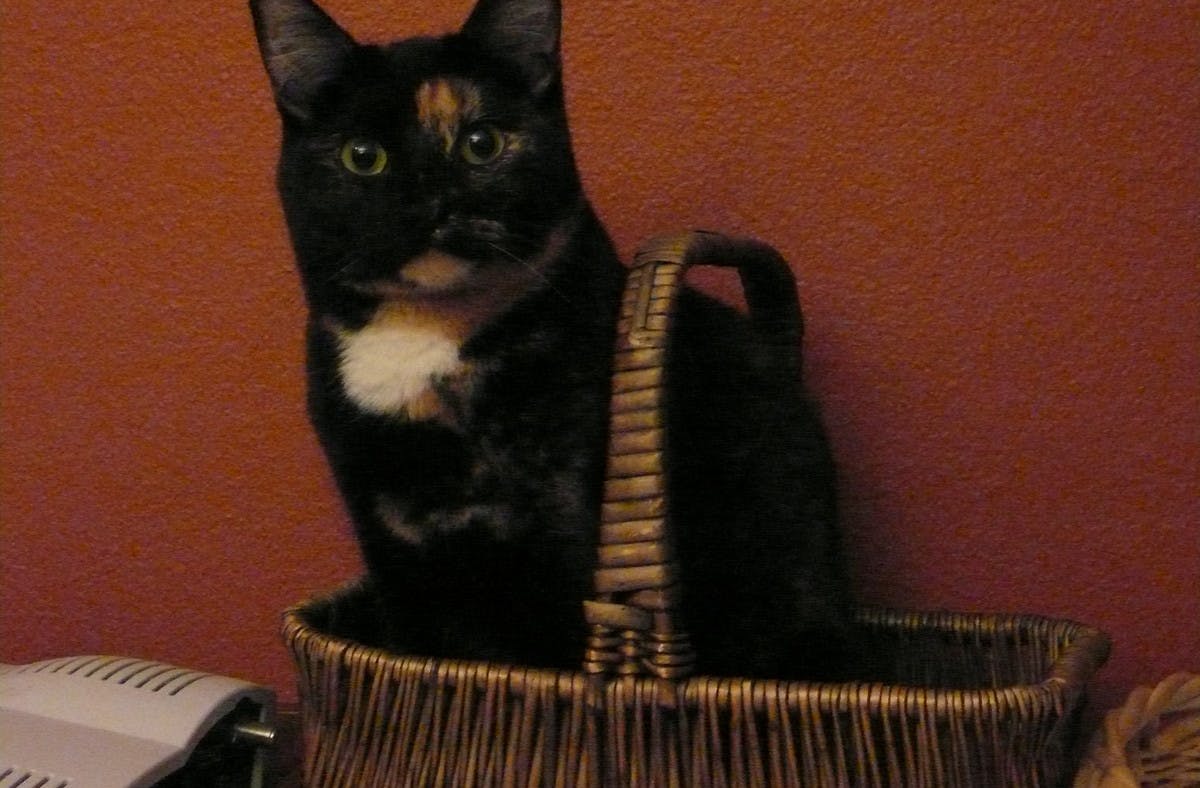 Tabby cat in basket