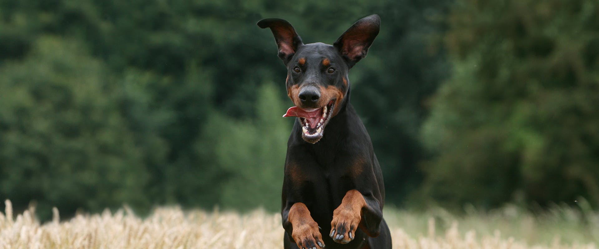 A happy Doberman dog running through fields