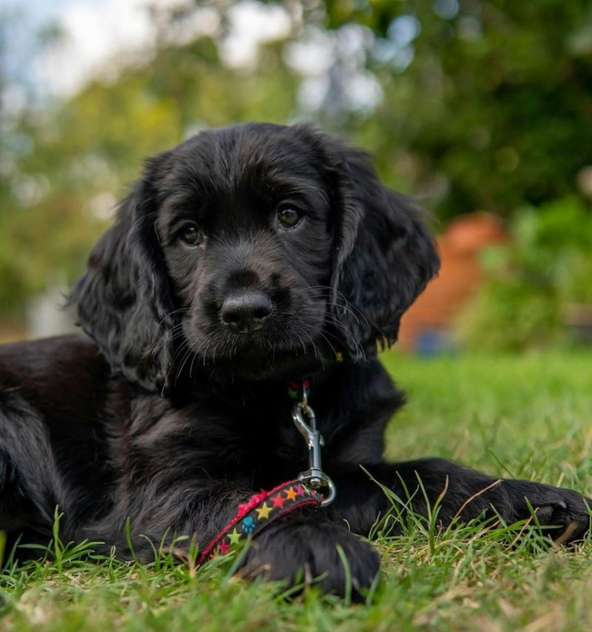 Black Working Cocker Spaniel Puppy