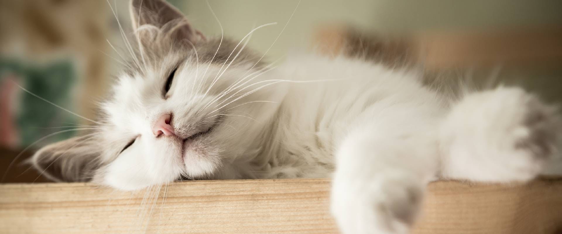 Sleeping white and gray cat