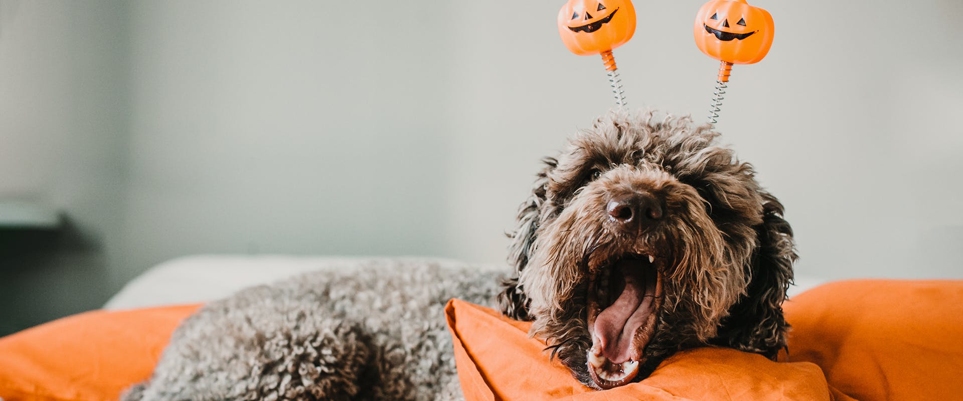 A cute dog wearing a pumpkin Halloween headband, yawning