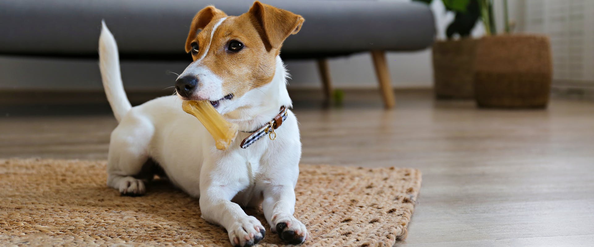 jack russel terrier lying on a rug with a bone in its mouth