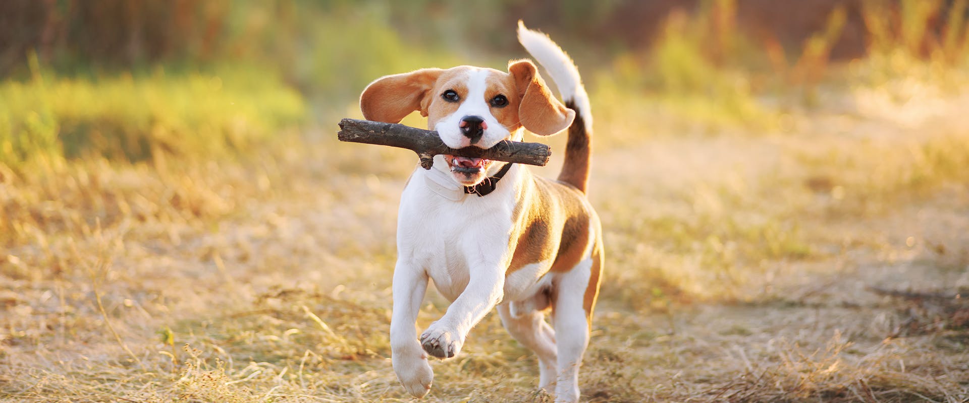A Beagle puppy running through a field with a stick in his mouth