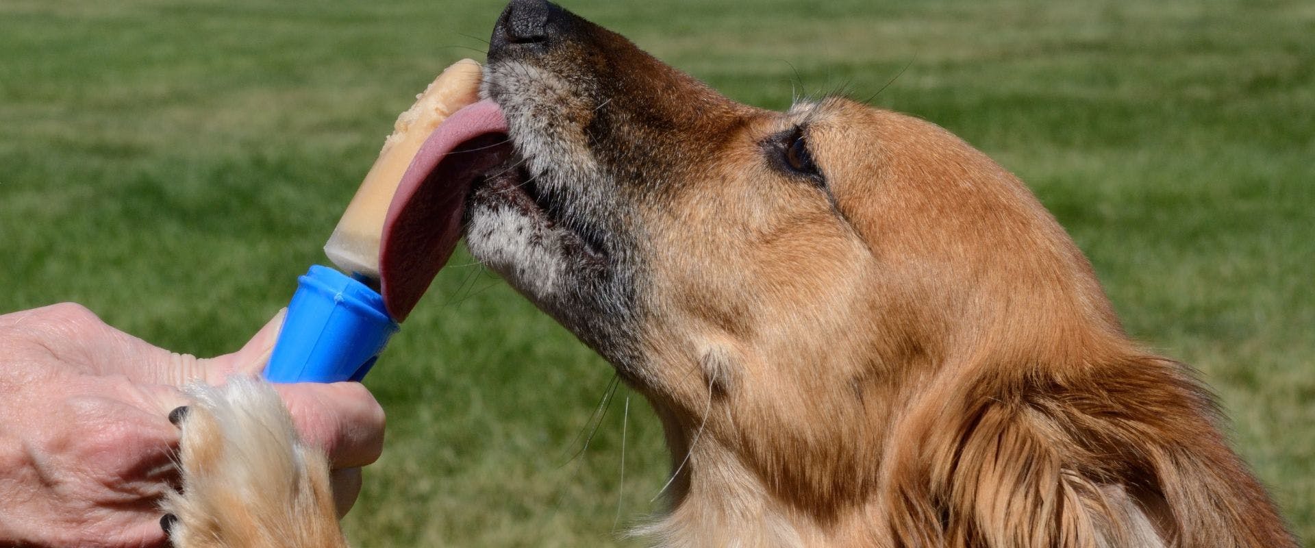 Dog eating peanut ice cream