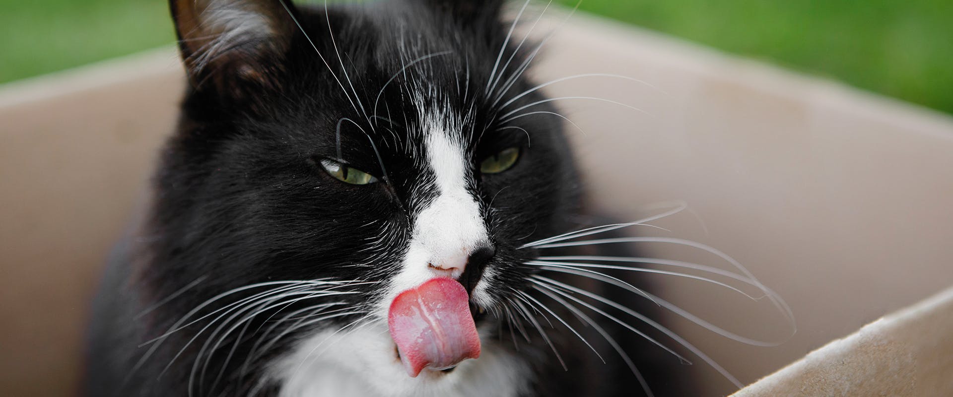 Tuxedo cat names - a black and white Tuxedo cat licking his lips