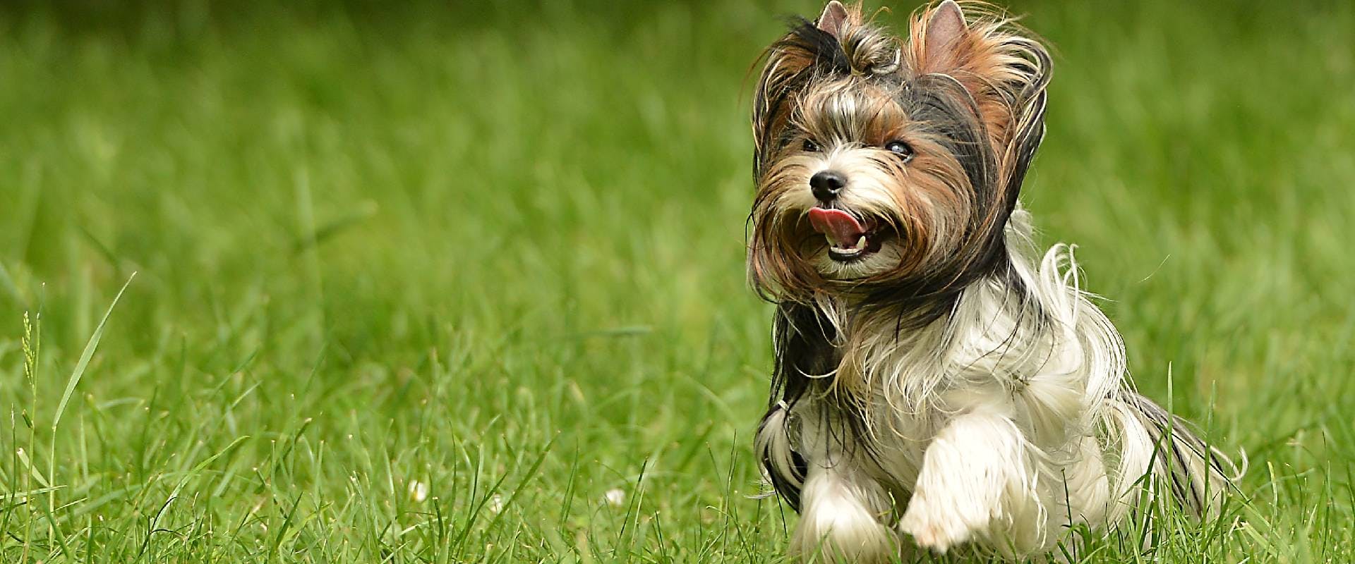 Long-haired Yorkie