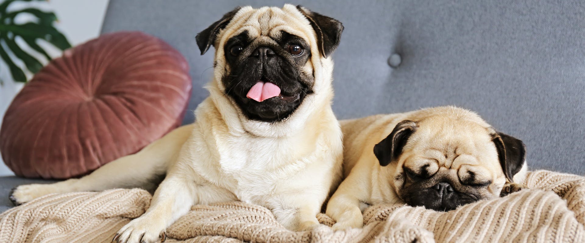 two pugs lying on a blanket where on pug is asleep and the other pug is awake