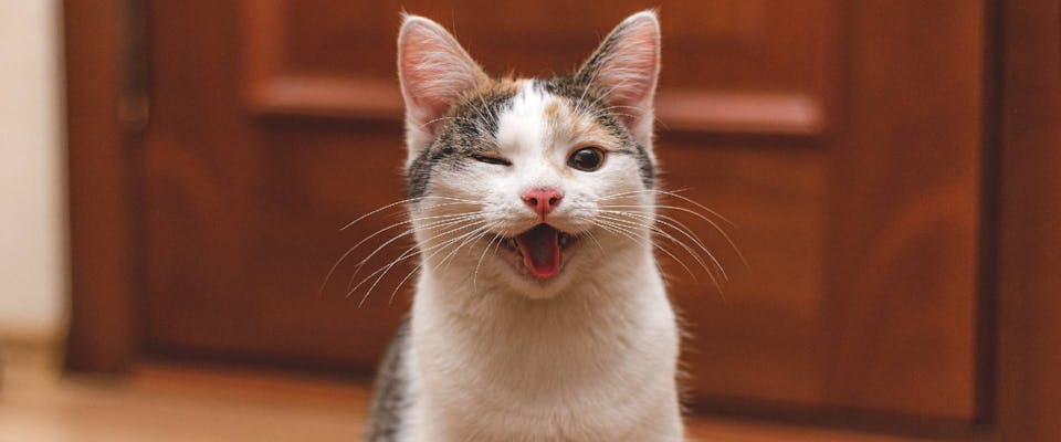 Cat Owners Can Read their Cat(s) Facial Expressions-The Great Cat