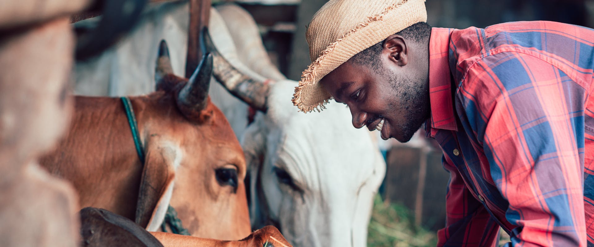 a man in a straw hat feeding hay to cows and farm animals 