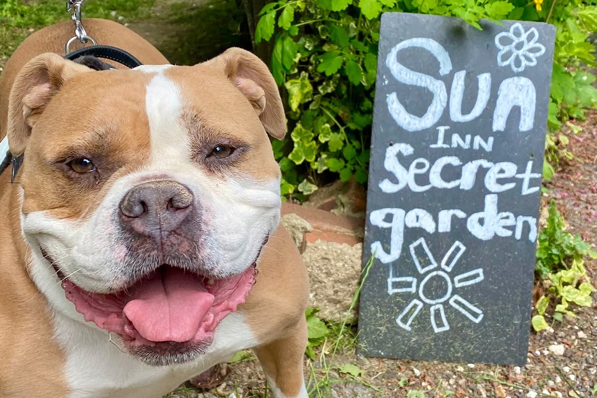 A British bulldog standing in front of a sign that reads: Sun inn secret garden