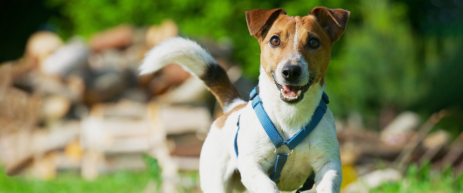 A happy Jack Russell dog running, wearing a blue small dog harness