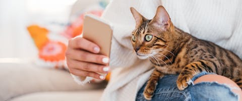 A young cat sitting on their owner's lap, looking intently at their phone screen