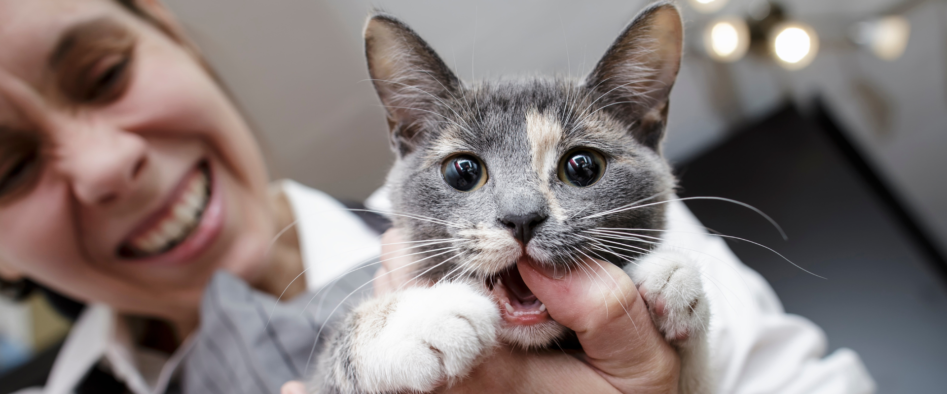 Why does my cat bite me?