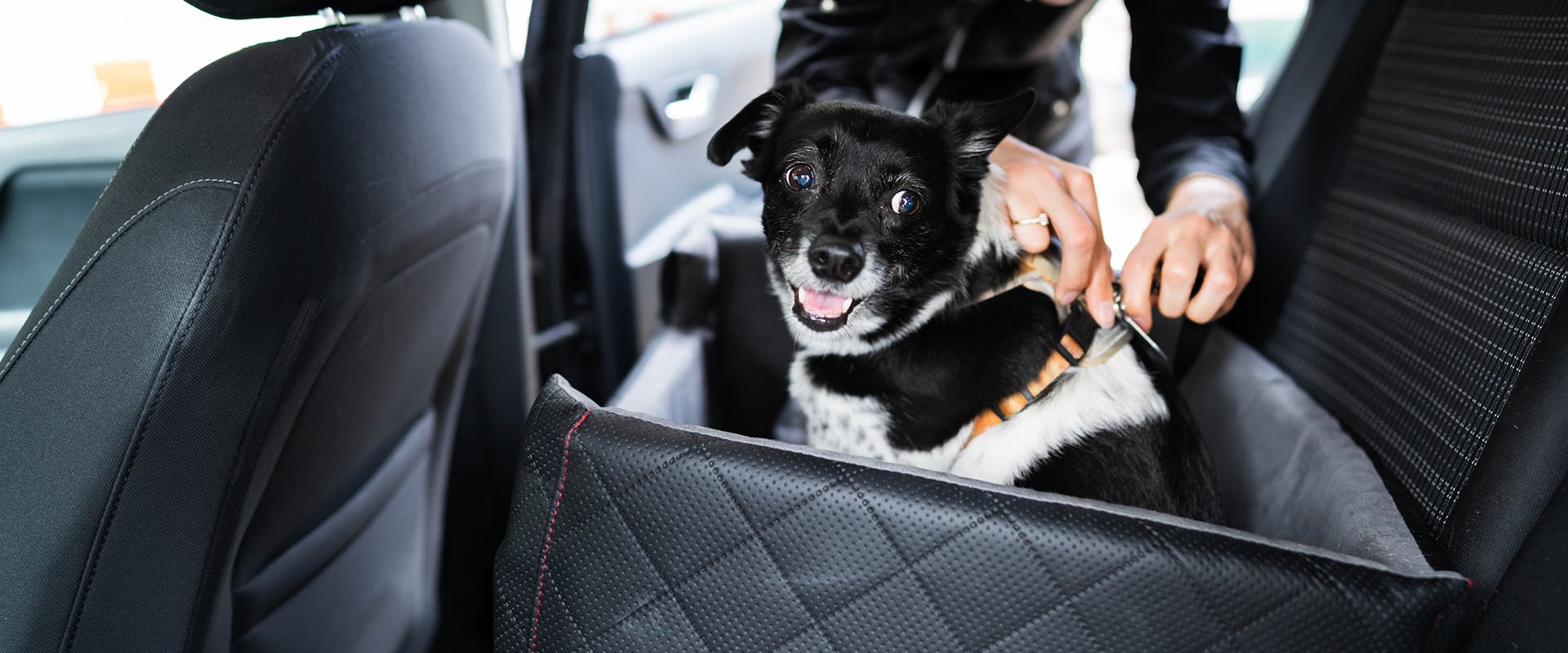 A person restraining a dog in a travel crate in the back seat of a car
